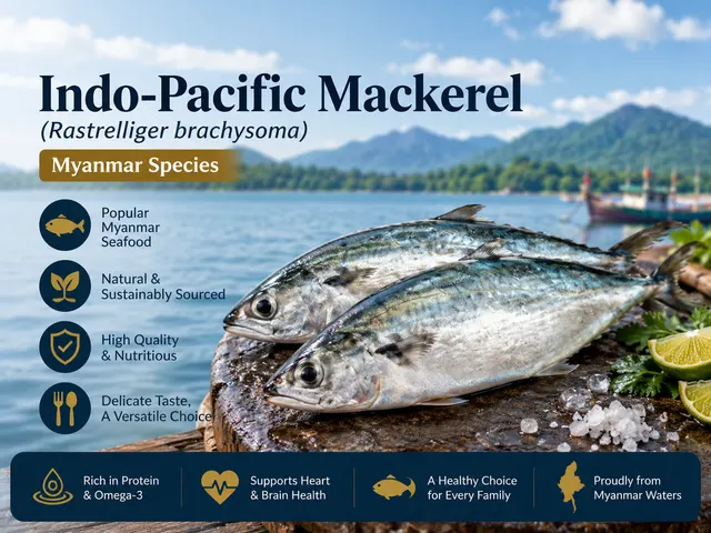 Indo-Pacific Mackerel – Seawater